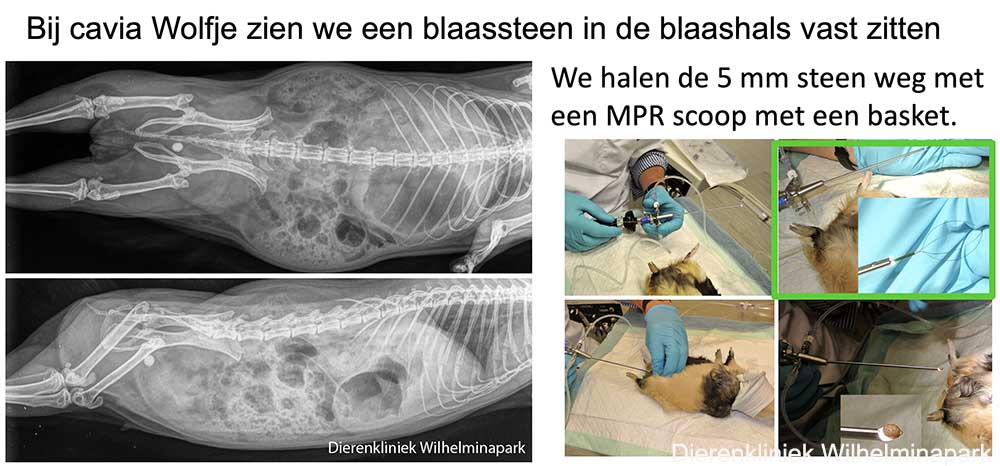 Bij cavia Wolfje wordt een steen met een scoop verwijderd